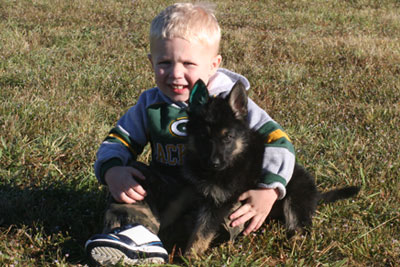Pheonix vom GerdesHaus - GSD Female - German Shepherd